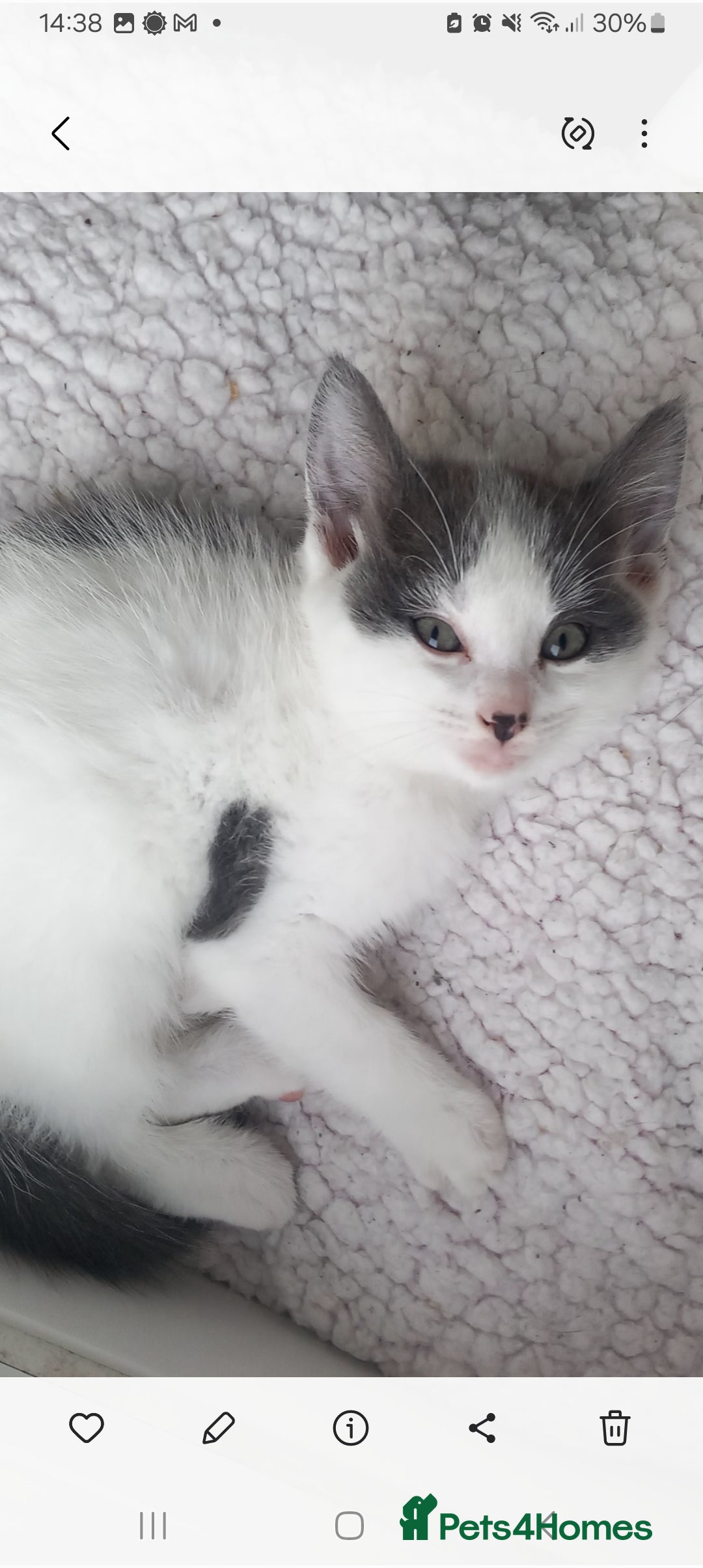 British Shorthair cats for sale: Beautiful kittens - Image 6