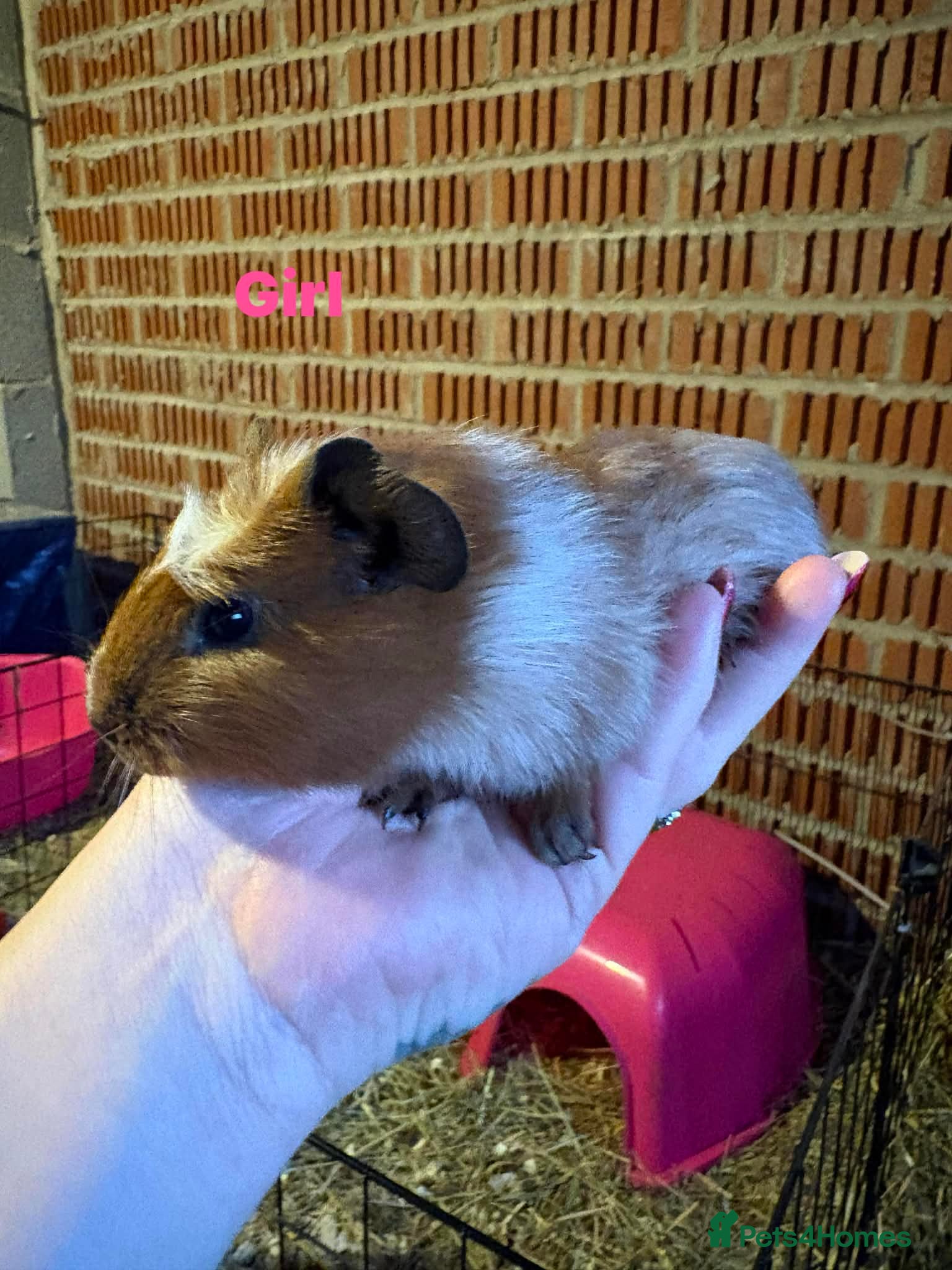 Guinea Pig rodents Ready to leave - Male & Female Guinea pigs  - Advert 13