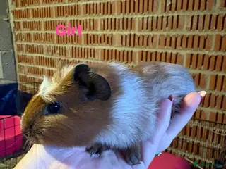 Guinea Pig rodents Ready to leave - Male & Female Guinea pigs - Advert 14