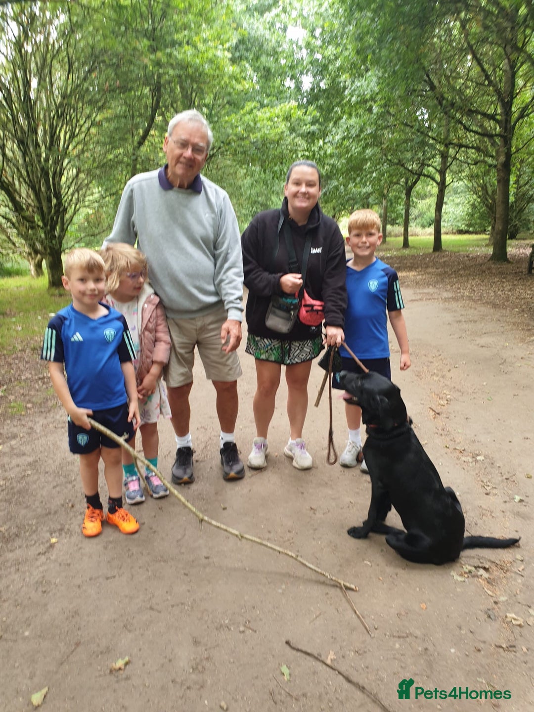 Labrador Retriever dogs for sale: 10 month male (intact) Labrador for sale - Advert 3