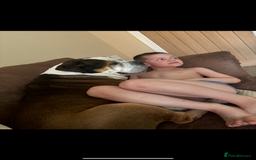 American Bulldog dogs for sale: american bulldog - Image 10