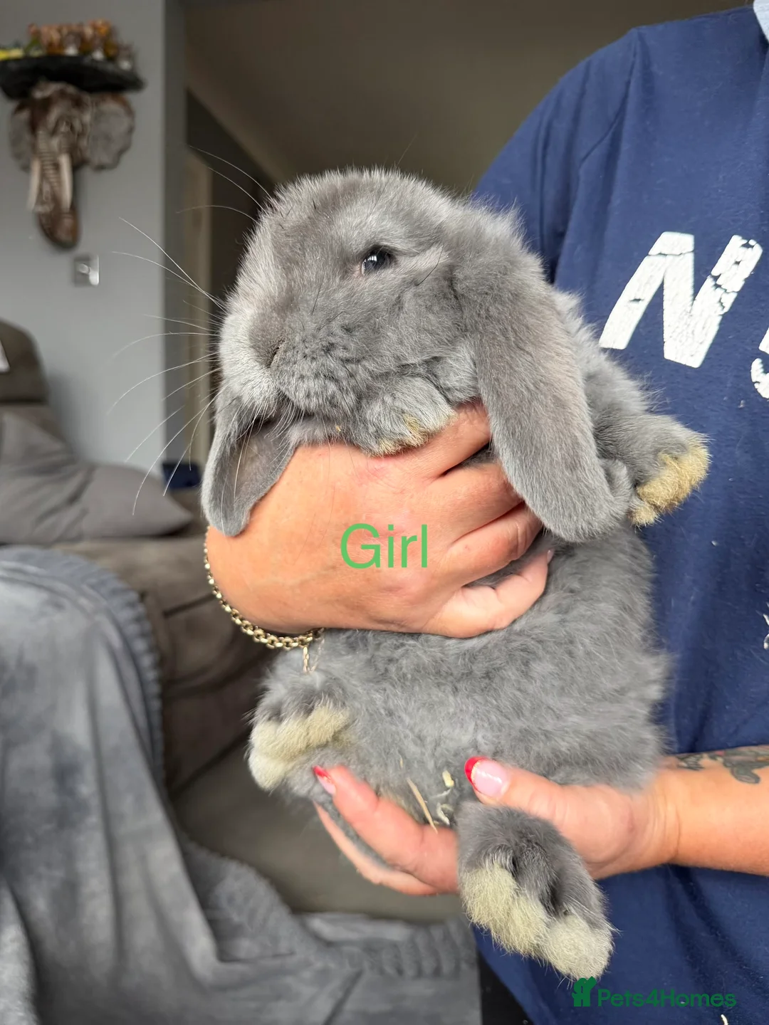 French Lop rabbits for sale: French lops  - Advert 1