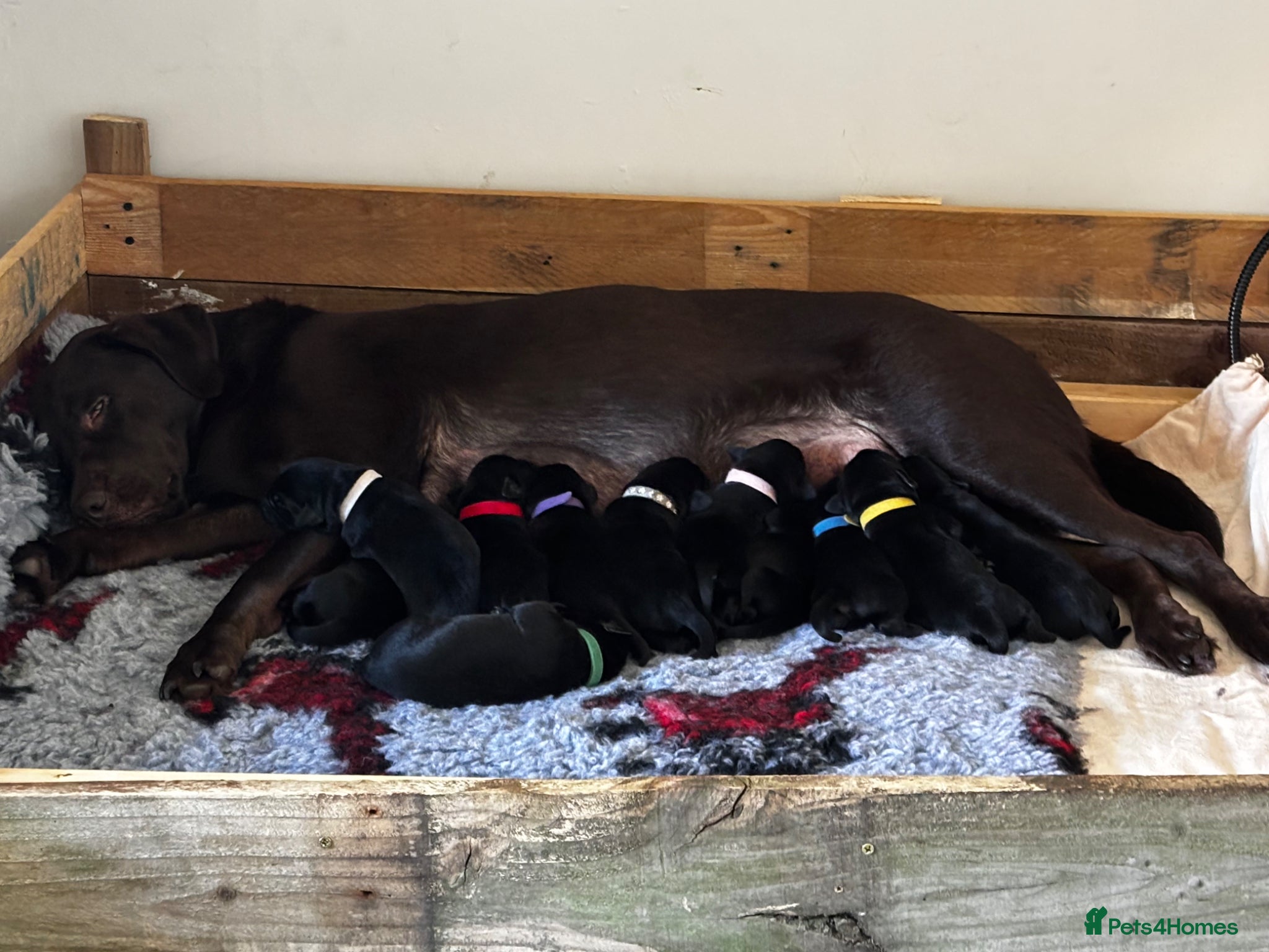 Labrador Retriever dogs Puppy 1 - Labrador Retriever - Male - Advert 1