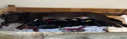 Labrador Retriever dogs for sale: Exceptional KC-Registered Black Labrador Puppies  in Saltburn-by-the-Sea - Advert 1
