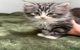 Scottish Fold cats for sale: Gorgeous fluffy Scottish Fold x DSH kittens - Image 15