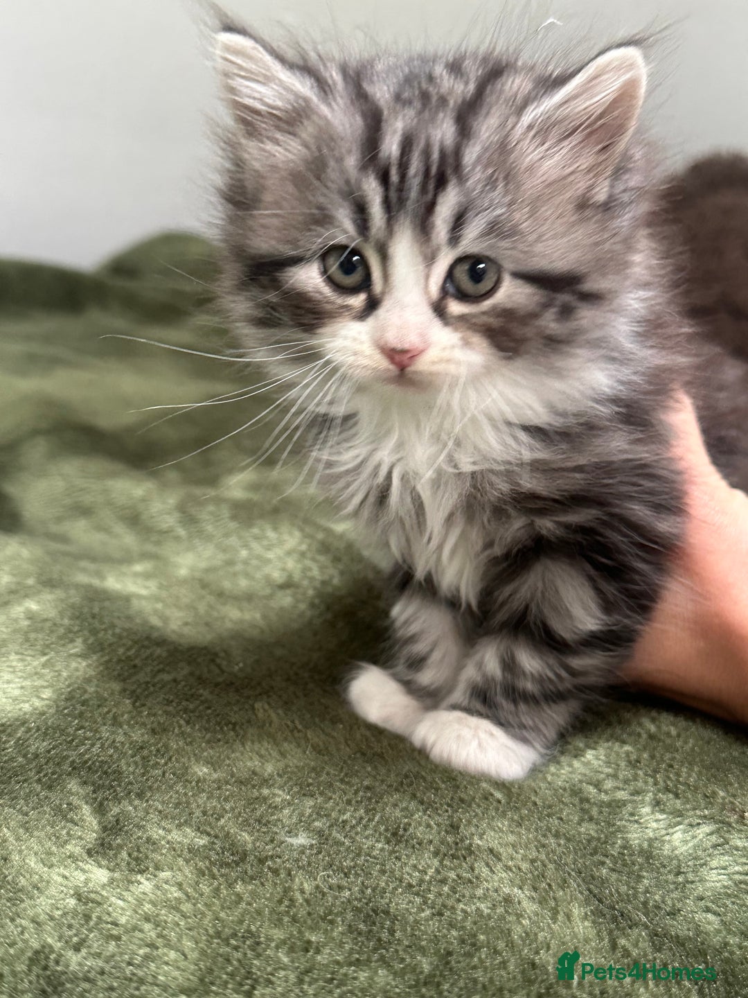 Scottish Fold cats for sale: Gorgeous fluffy Scottish Fold x DSH kittens - Image 15