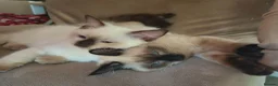 Ragdoll cats for sale: 1 gorgeous fluffy male ragdoll kittens - Advert 8