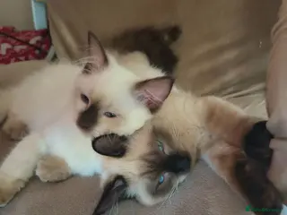 Ragdoll cats 2 beautiful fluffy ragdoll kittens - Advert 4