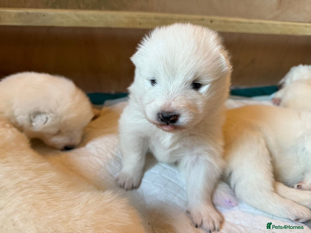 Samoyed dogs for sale: Gorgeous Samoyed Puppies  - Image 8