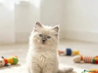 Ragdoll cats 😻 Beautiful TICA Registered Pedigree Kittens ! 🩵 - Advert 2