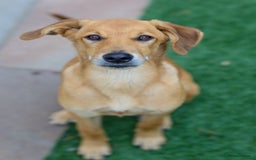 Mixed Breed dogs for adoption: Soft sweet Sophia - Image 22