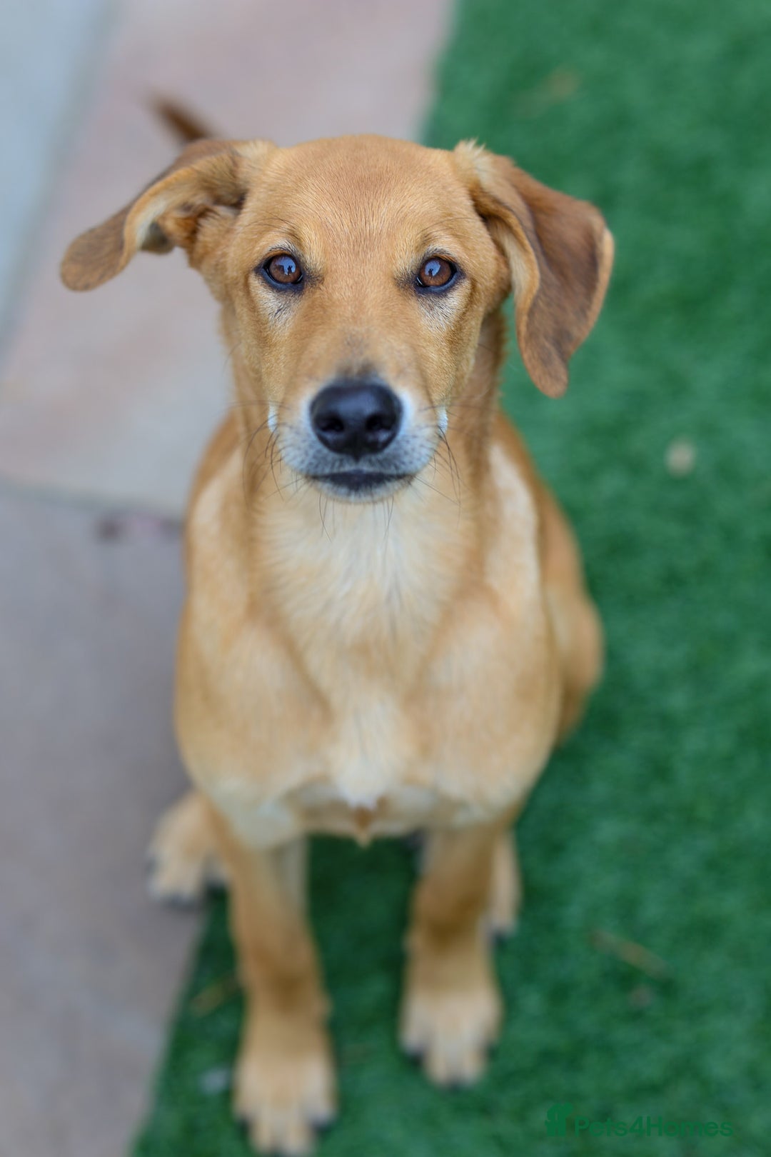 Mixed Breed dogs for adoption: Soft sweet Sophia - Image 22