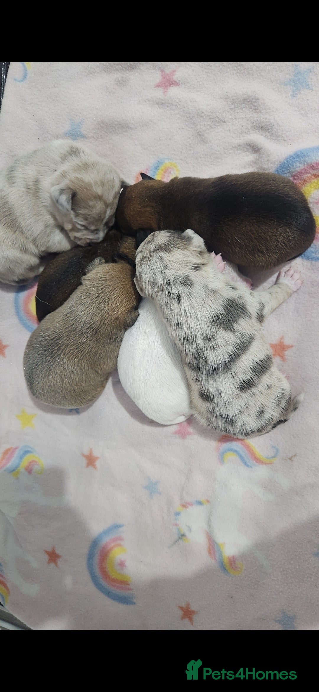 Jack Russell dogs for sale: Jack russell puppy's  - Image 3