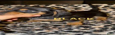 Miniature Dachshund 1