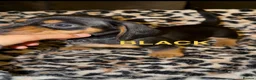 Miniature Dachshund dogs for sale: 6 BEAUTIFUL MINI DACHSHUND BOYS - Advert 7