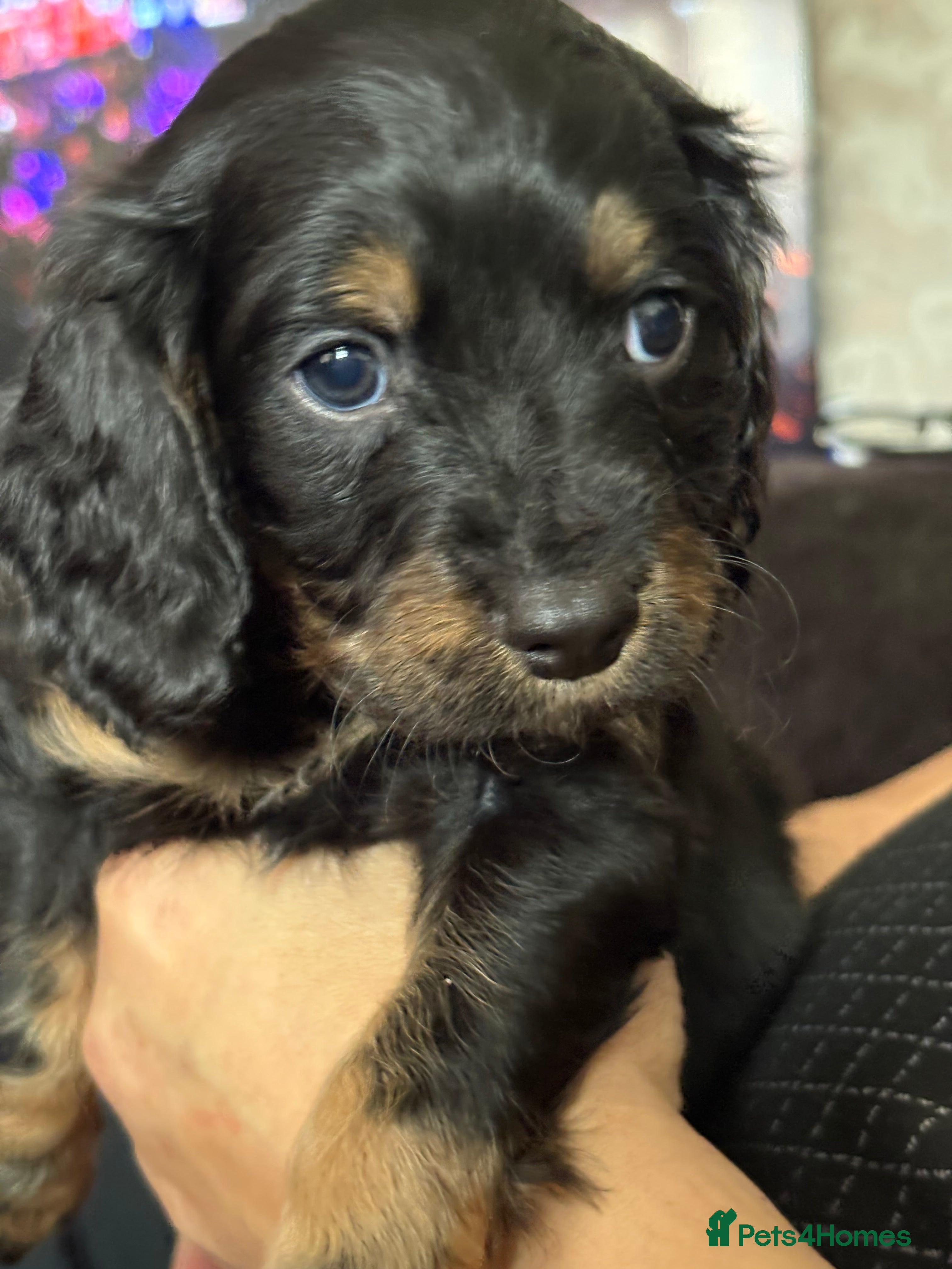 Mixed Breed dogs Cavapoo Puppies  - Advert 15