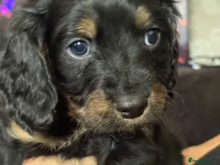 Mixed Breed dogs Cavapoo Puppies - Advert 15