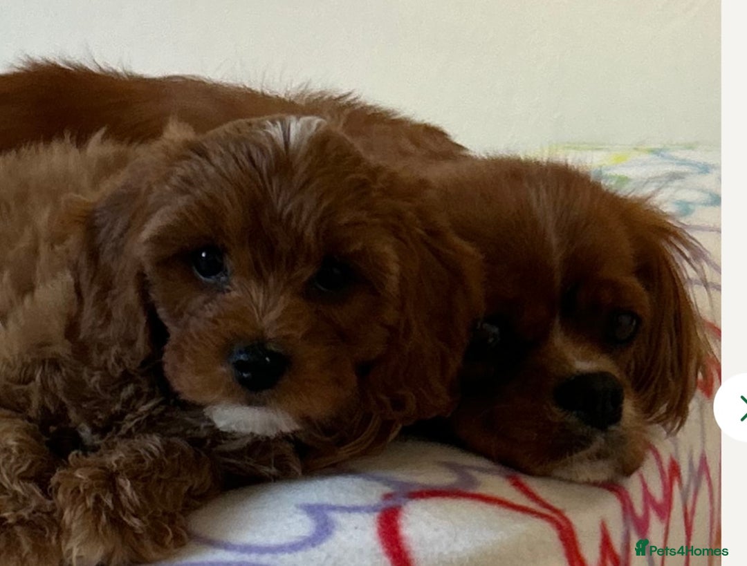 Cavapoo dogs for sale: 🩵 F1 Cavapoo puppies  in Darlington - Image 4