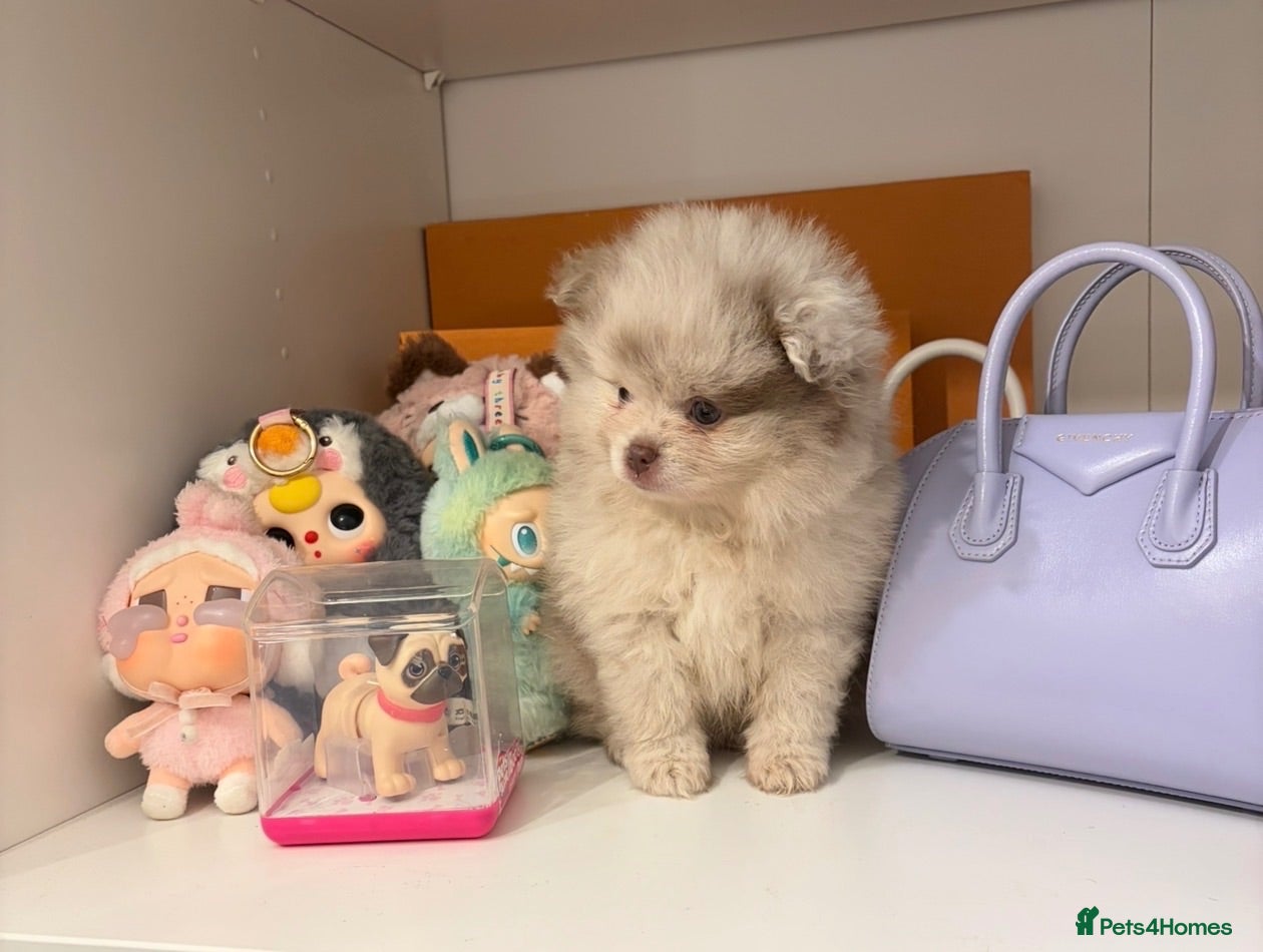 Pomeranian dogs Lilac Merle Pomeranian  - Advert 6