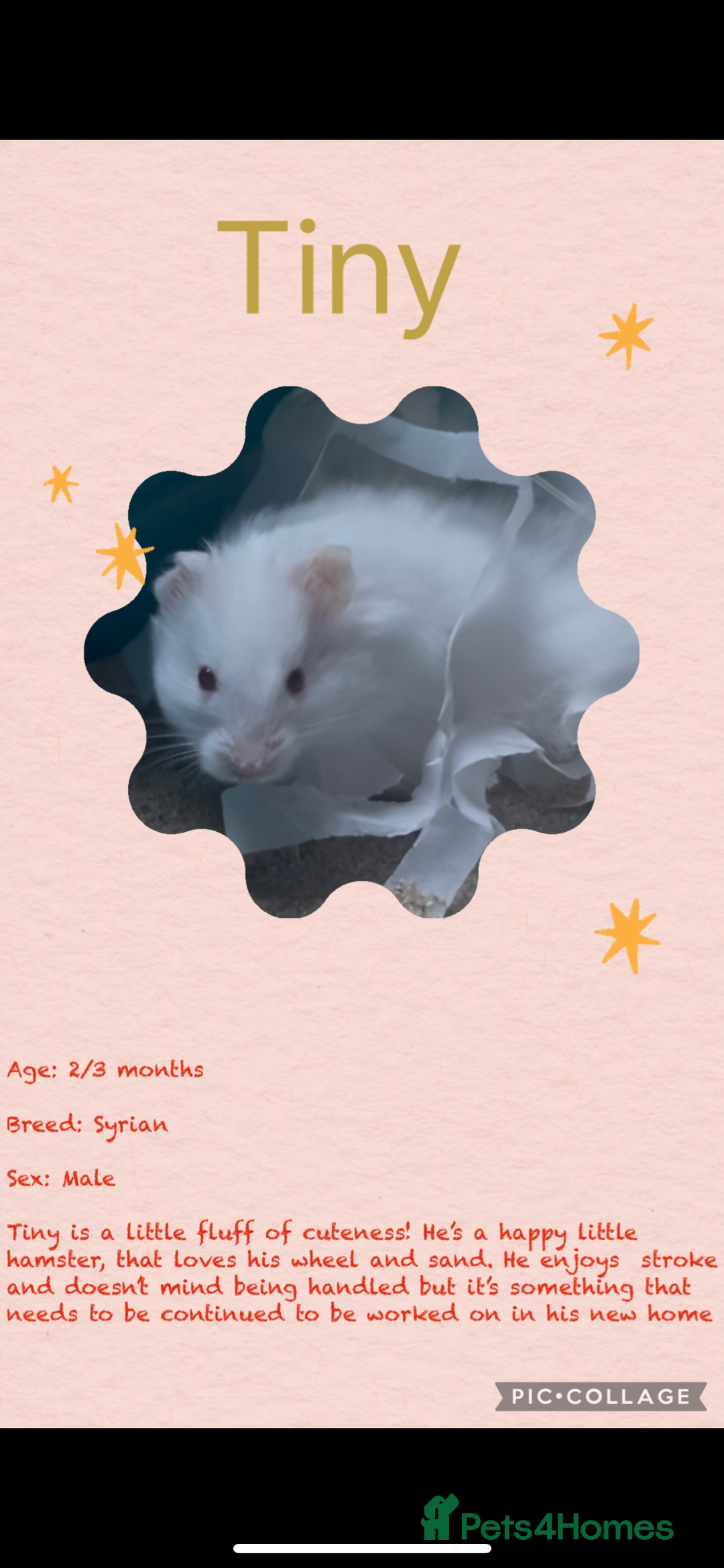 Hamster rodents for sale: Hamsters  - Image 15