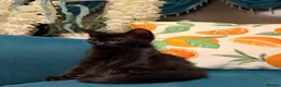 Mixed Breed cats for sale: Loving fluffy kittens  in Sheerness - Advert 3