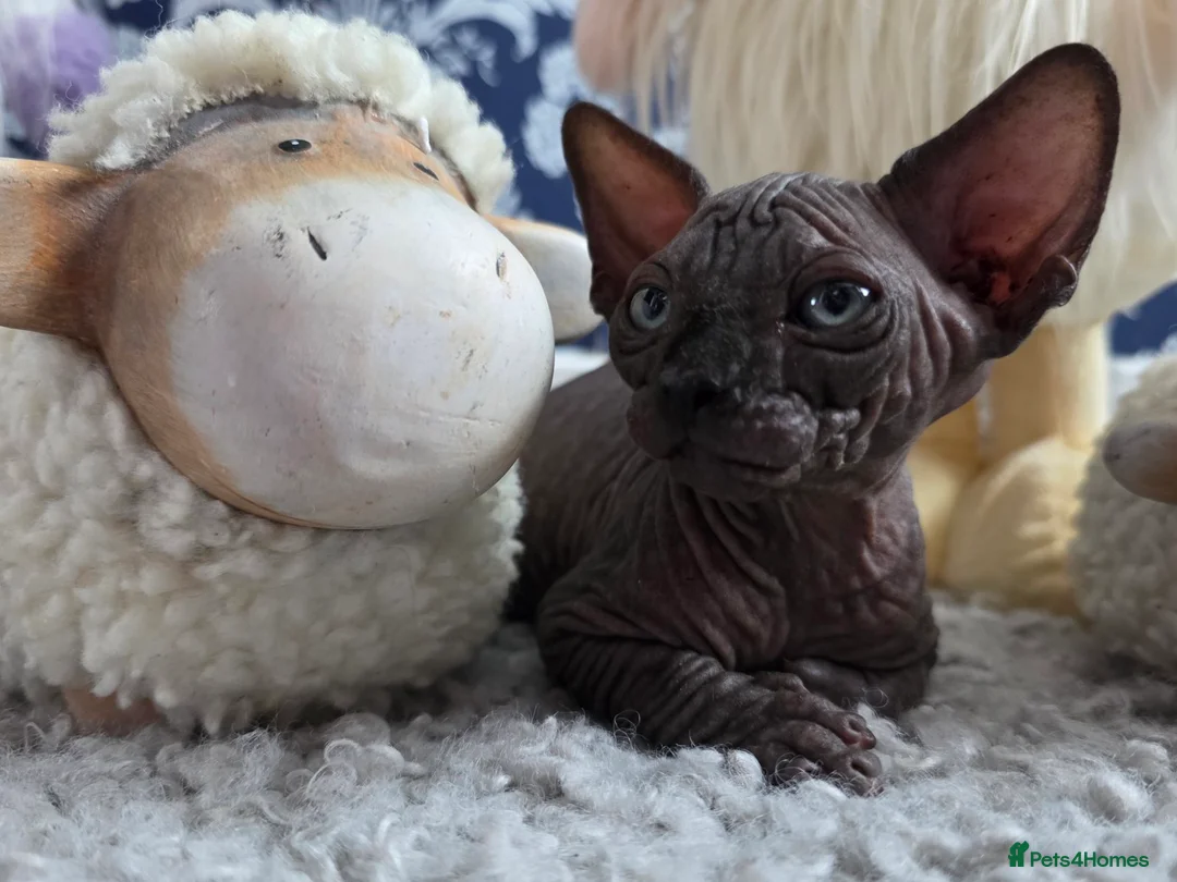 Sphynx cats for sale: FIFe registered Black stunning kittens - Advert 1