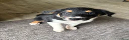 Border Collie dogs for sale: Health tested border collie puppies  - Advert 5