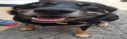 Welsh Collie dogs for sale: Welsh sheepdog (collie)  - Advert 5