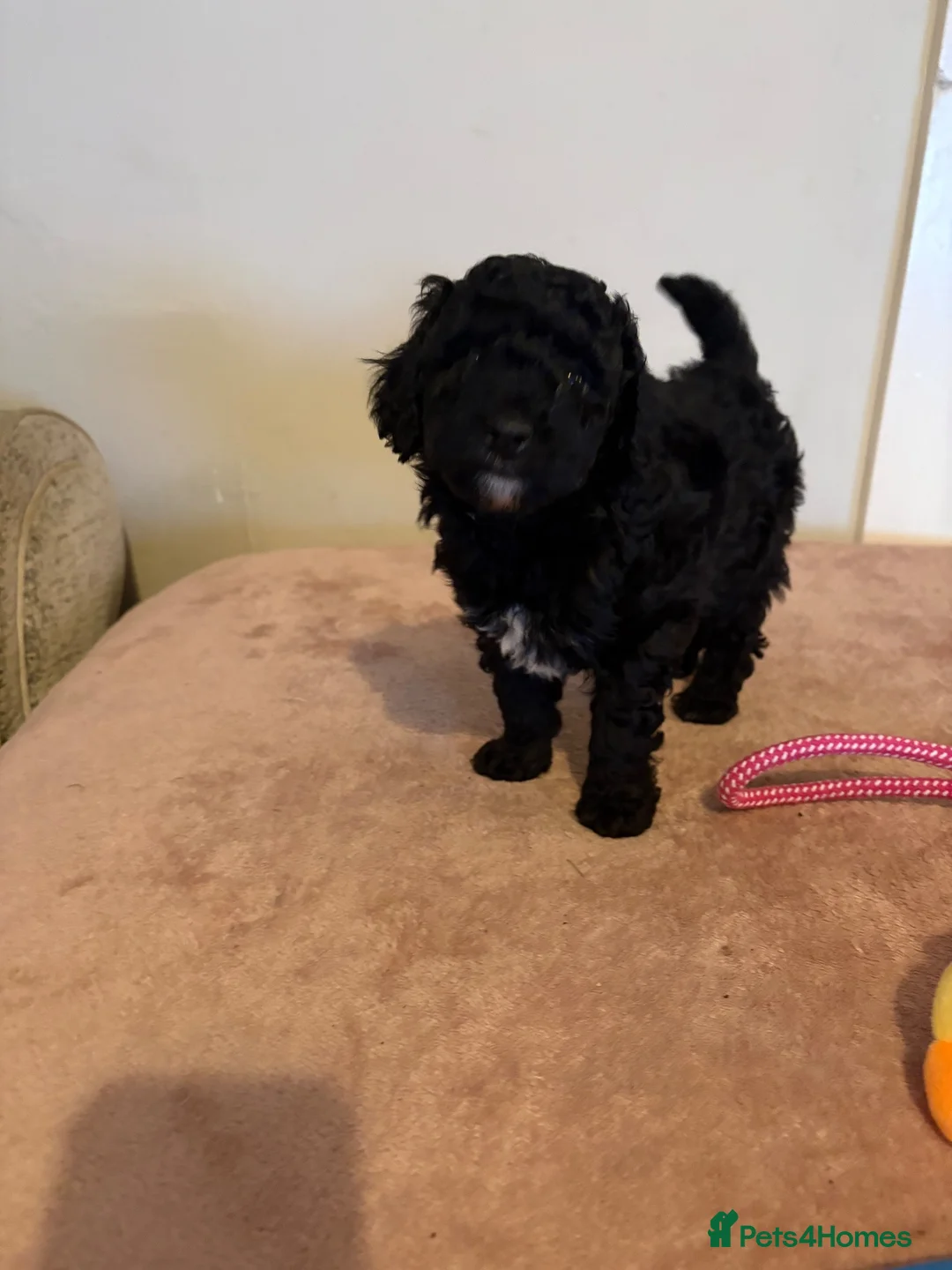 Cockapoo dogs for sale: Cockapoo puppy for sale - Advert 1