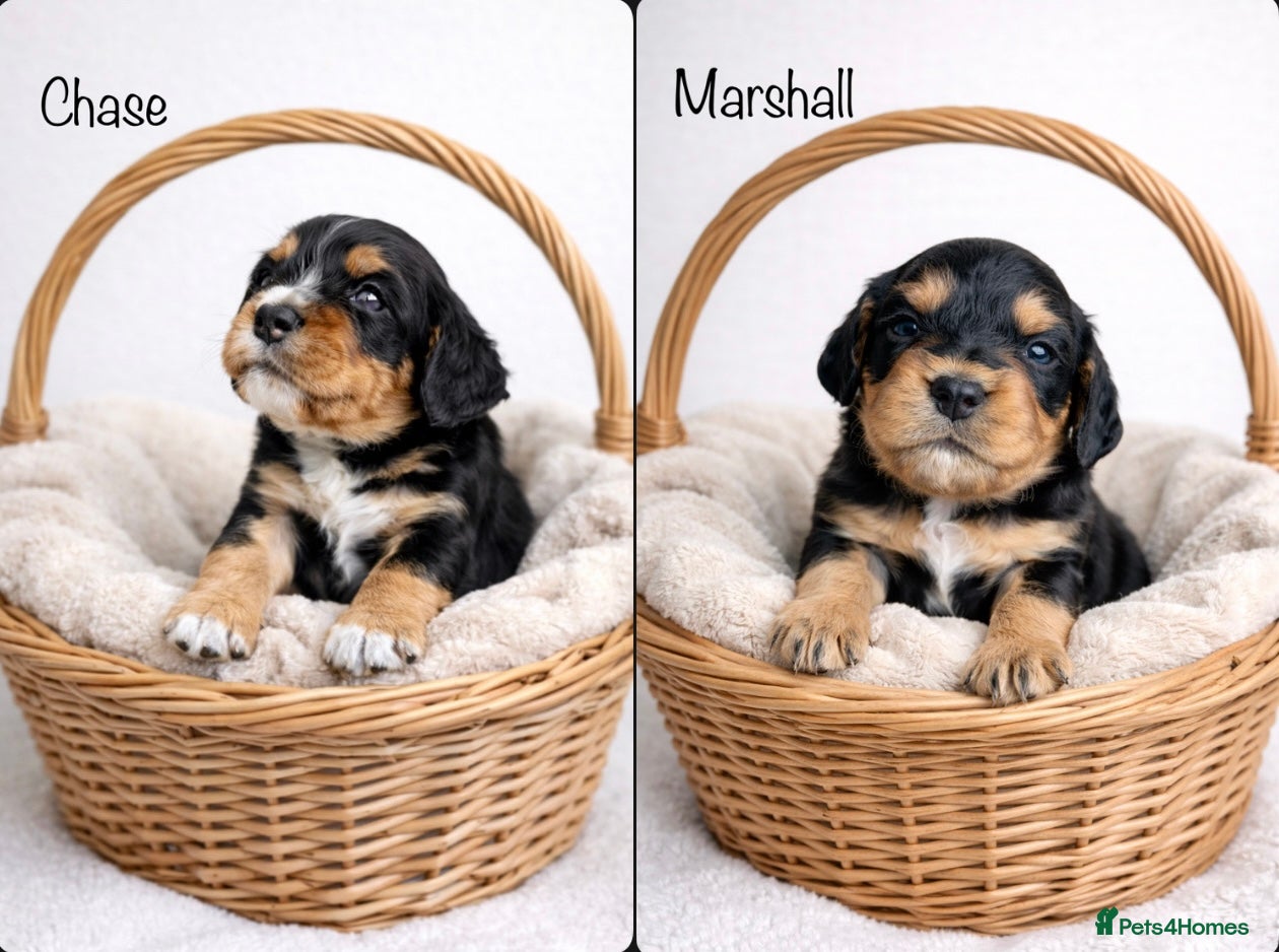 Cocker Spaniel dogs Working Cocker spaniels  - Advert 2