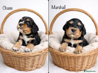 Cocker Spaniel dogs Working Cocker spaniels - Advert 3