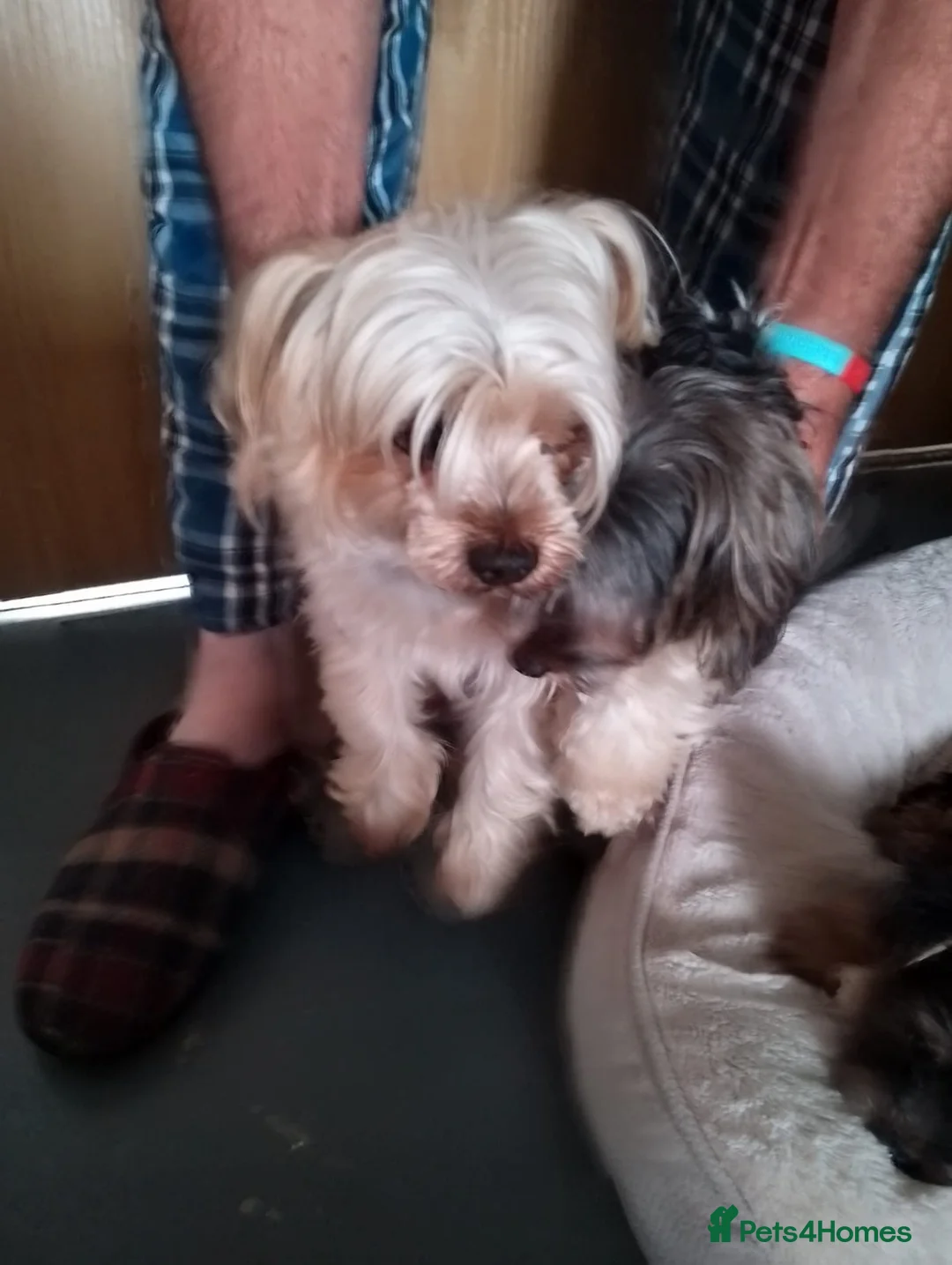 Yorkshire Terrier dogs for sale: puppies available  in Cambridge - Advert 10