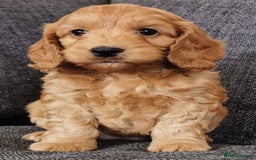 Cockapoo dogs for sale: Outstanding quality F1 Cockapoo pups  - Image 12