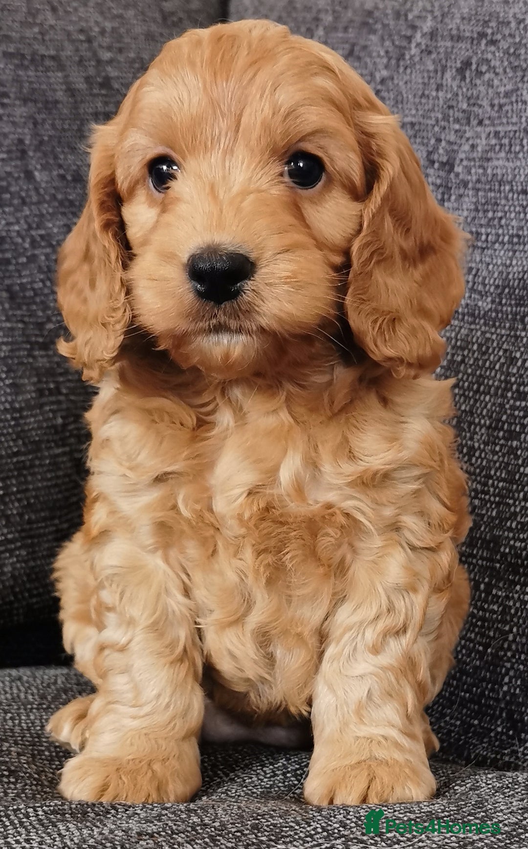 Cockapoo dogs for sale: Outstanding quality F1 Cockapoo pups  - Image 12