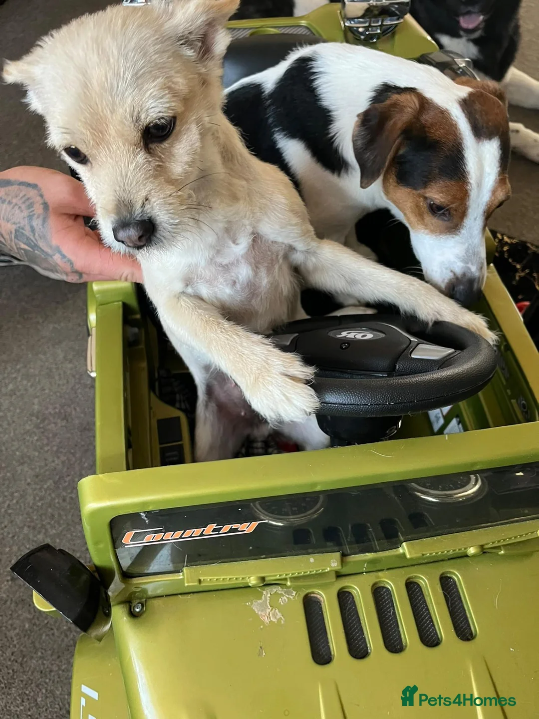Mixed Breed dogs for sale: Terrier bitch - Advert 3