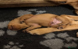 Labrador Retriever dogs for sale: Labrador Pups - Image 4