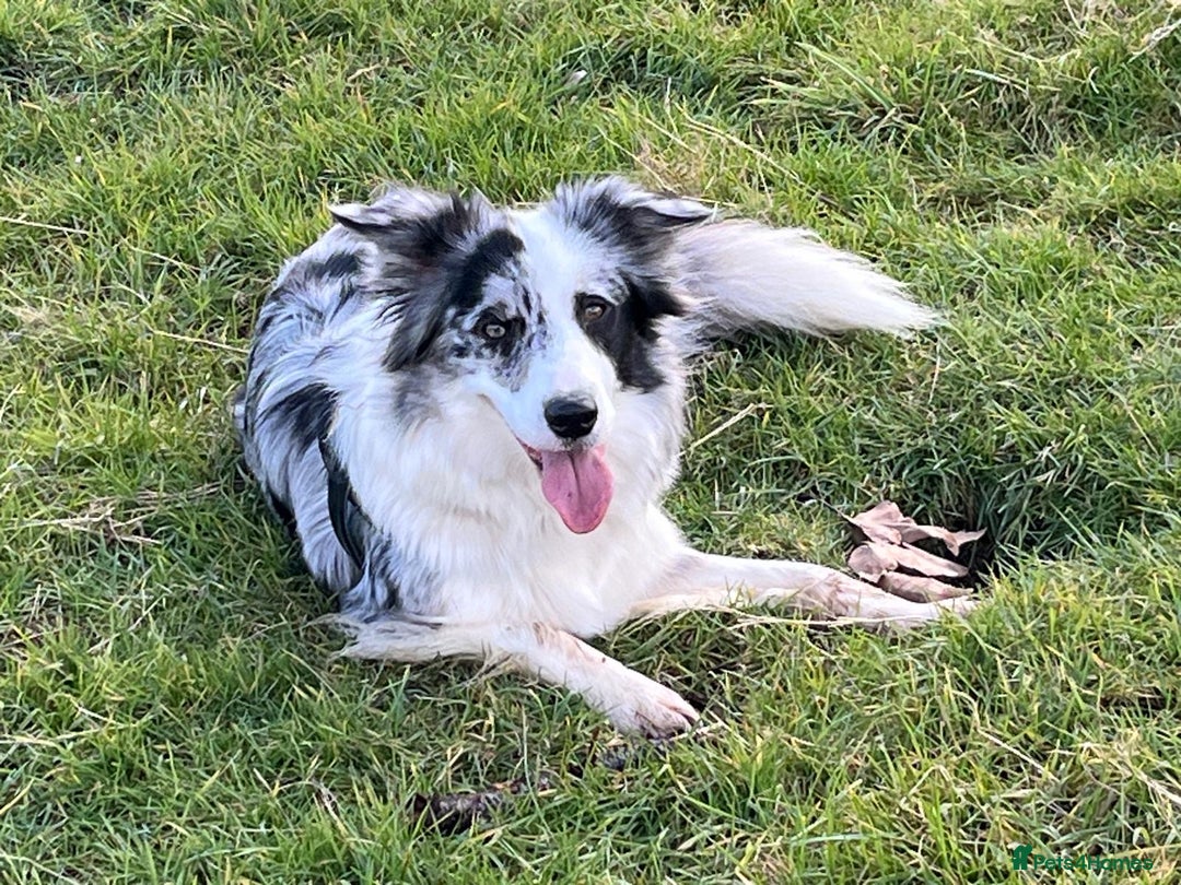 Border Collie dogs for sale: 5⭐️breeder KC DNA tested champions border collie  - Advert 23