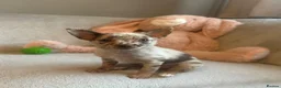 Chihuahua dogs for sale: Chihuahuas  - Advert 31