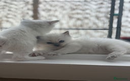 Ragdoll cats for sale: pedigree Ragdoll kittens - champion blood lines  - Image 8