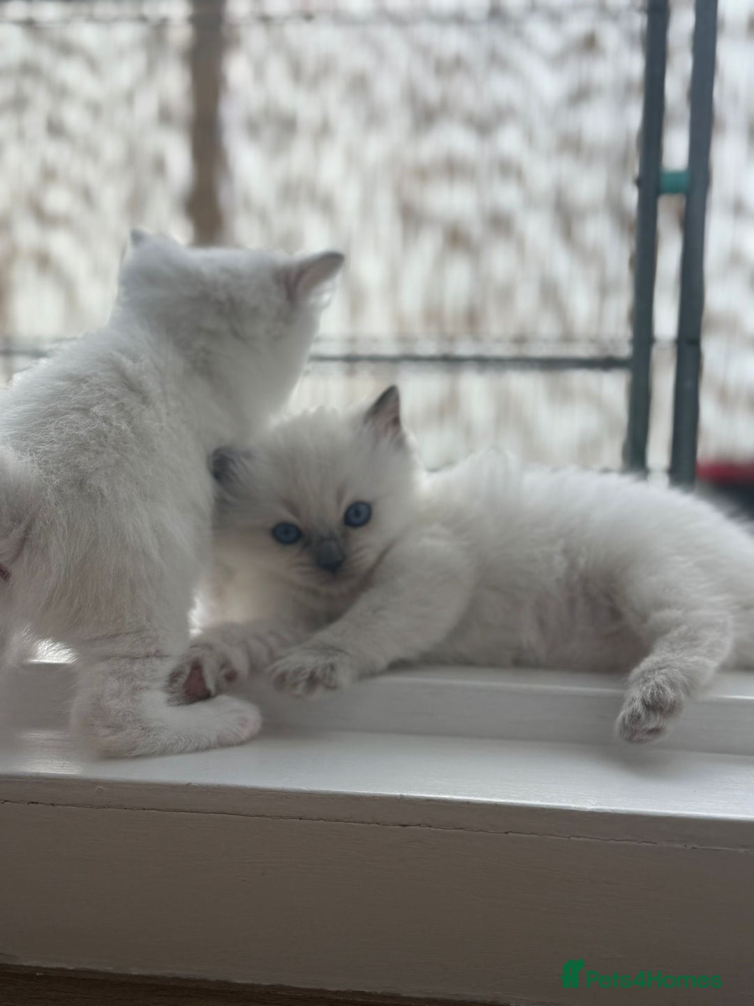 Ragdoll cats for sale: pedigree Ragdoll kittens - champion blood lines  - Image 8