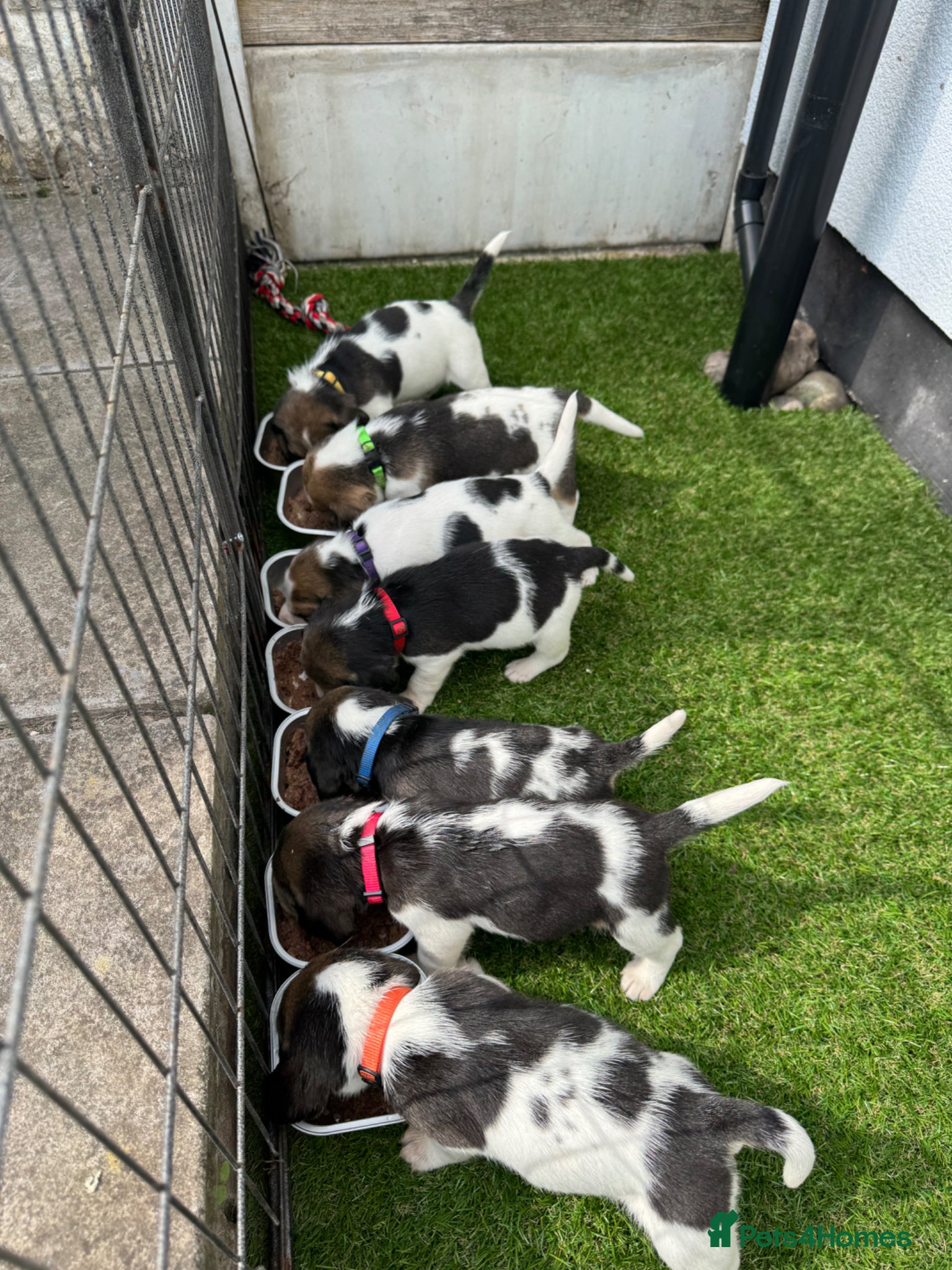 Beagle dogs KC registered Beagle puppies 🐶  - Advert 1