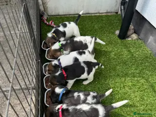 Beagle dogs KC registered Beagle puppies 🐶 - Advert 14