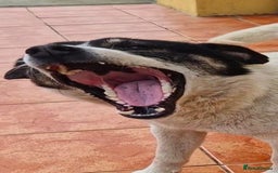 Mixed Breed dogs for adoption: PATROCLE – a Lovely boy for a Loving Home - Image 10