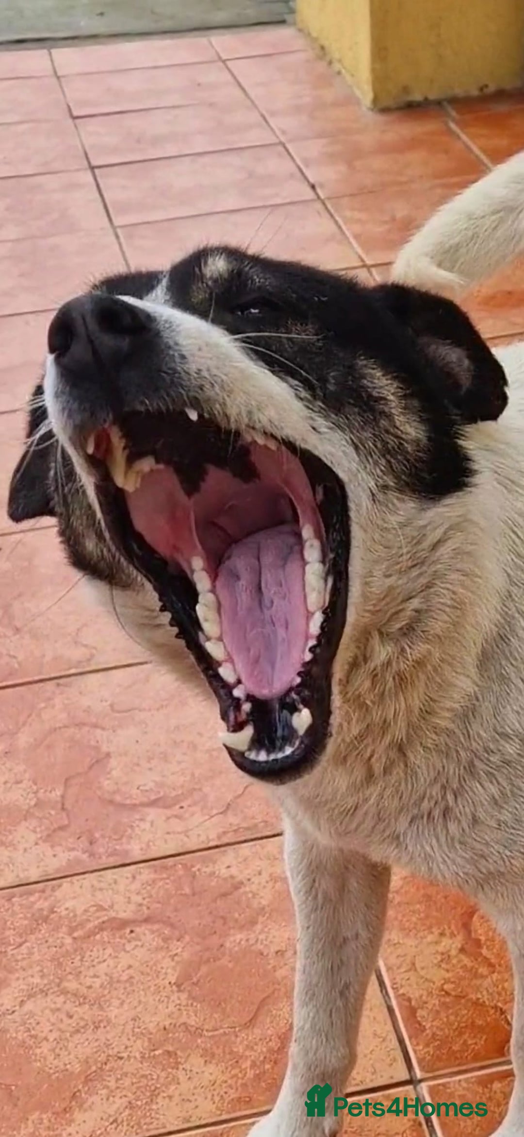 Mixed Breed dogs for adoption: PATROCLE – a Lovely boy for a Loving Home - Image 10