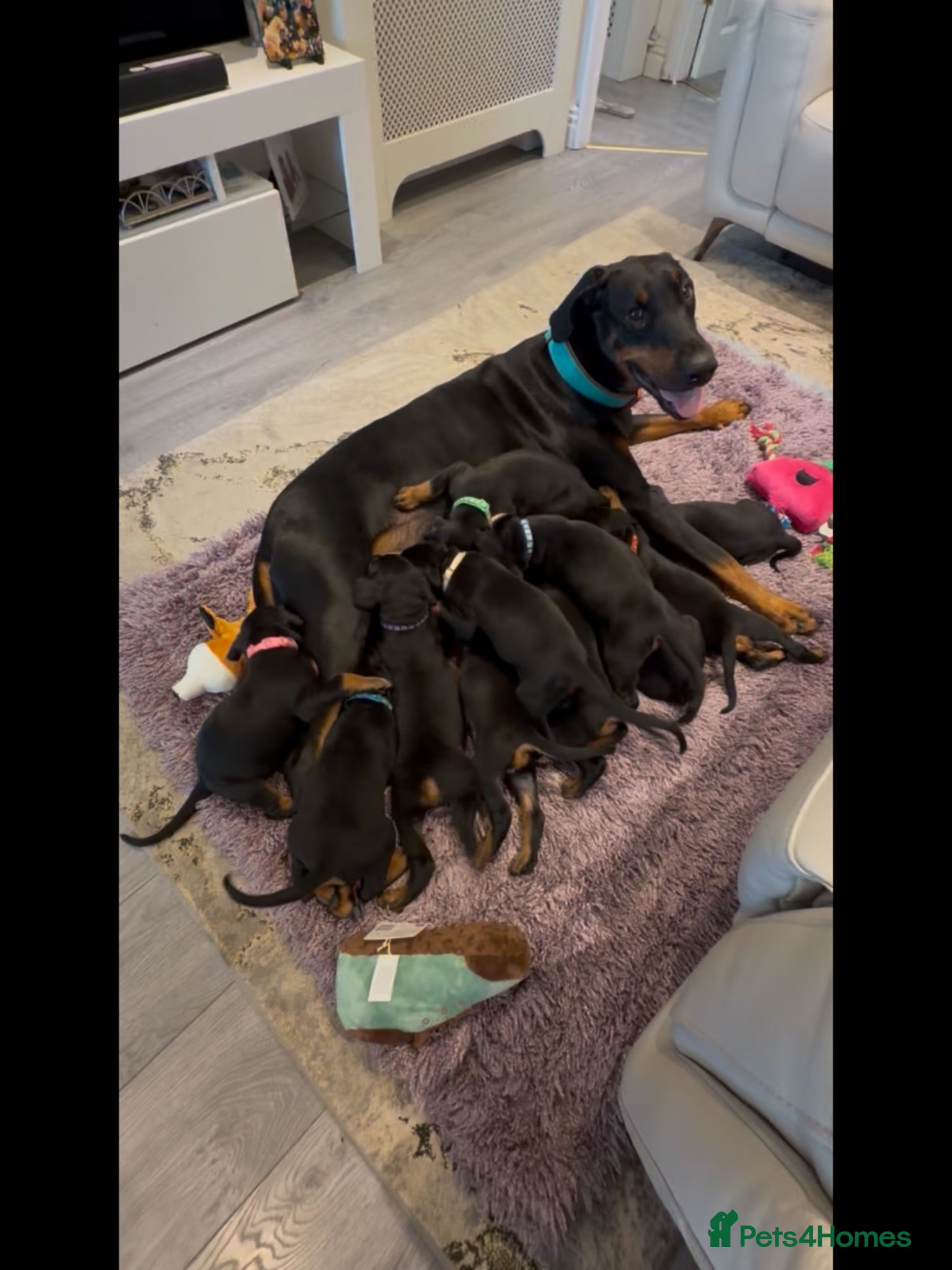 Dobermann dogs KC registered exclusive Dobermann puppies  - Advert 2