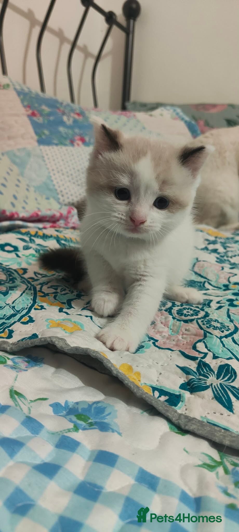 Ragdoll cats Give Your Heart a Friend-Beautiful Ragdoll Kittens - Advert 1