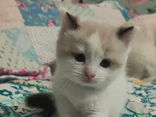 Ragdoll cats Give Your Heart a Friend-Beautiful Ragdoll Kittens - Advert 1