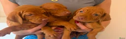 Hungarian Vizsla dogs for sale: KC Hungarian Vizsla Puppies - Advert 9