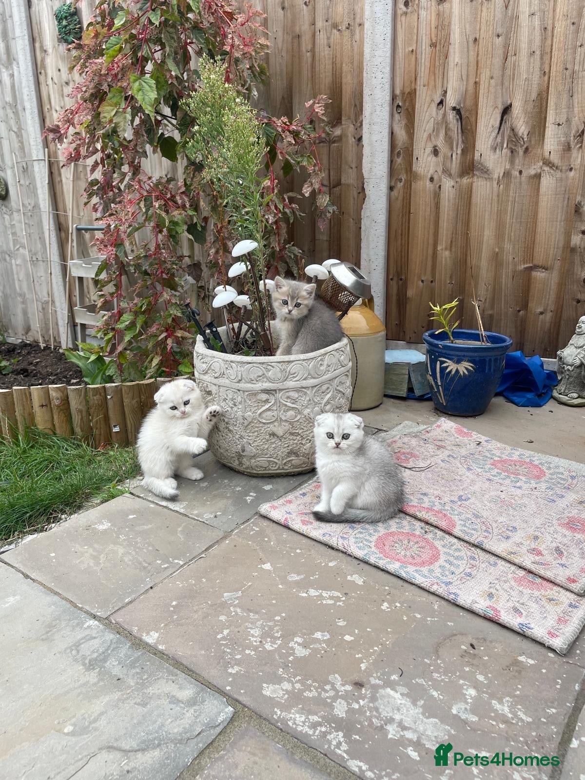 Scottish Fold cats Scottish Fold Kittens - 2 girls 1 boy  - Advert 1