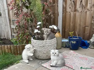 Scottish Fold cats Stunning litter - Scottish Fold Kittens - Advert 4